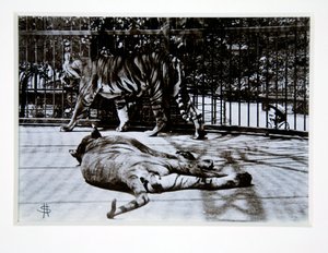 Tijgers in de London Zoo, 1870s door English Photographer